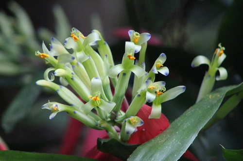 Billbergia amoena