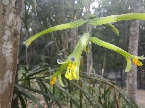 Billbergia distachya (Guaricana-grape acu) — photo