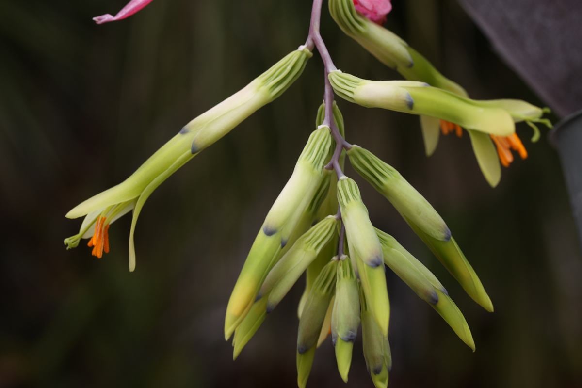 Billbergia distachya