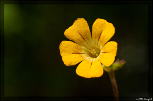 Biophytum sensitivum (Surelle sensitive) — photo