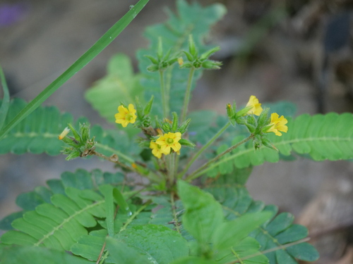 Biophytum sensitivum (Surelle sensitive) — photo