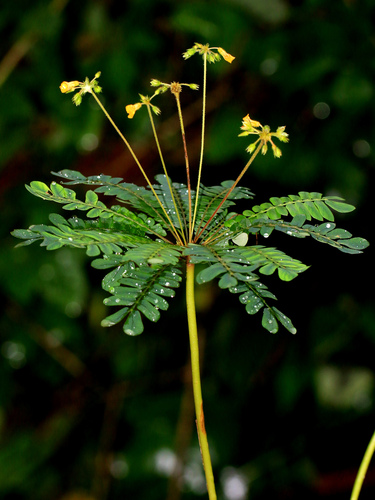 Biophytum sensitivum