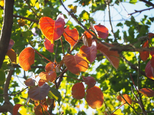 Bischofia javanica (Java cedar) — photo