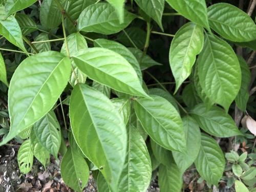 Bischofia javanica (Java cedar) — photo