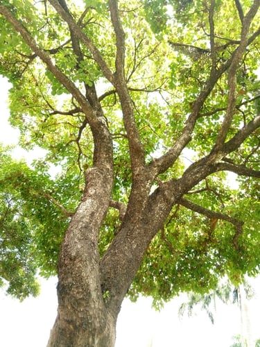 Bischofia javanica