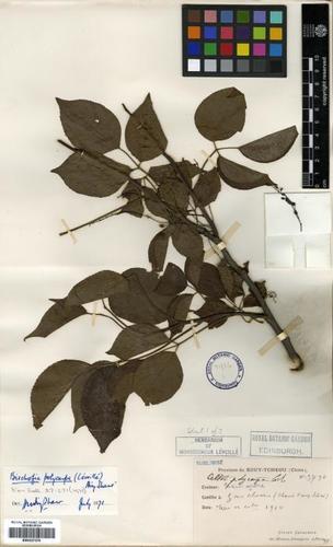Bischofia polycarpa