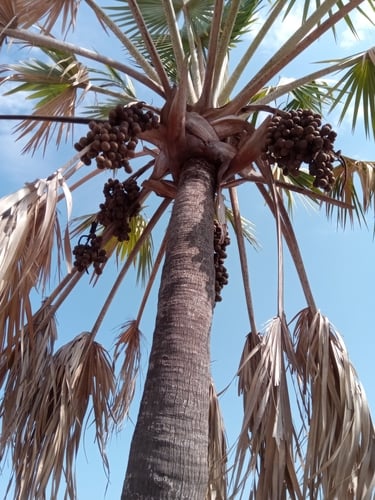 Bismarckia nobilis (Bismarck palm) — photo