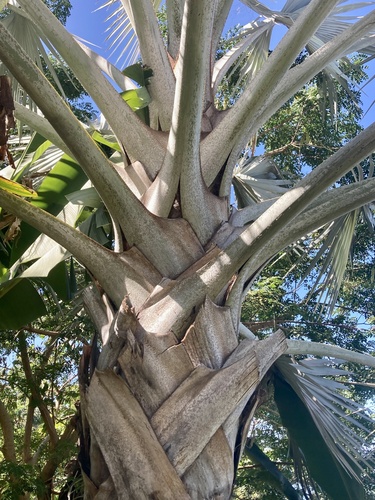 Bismarckia nobilis (Bismarck palm) — photo