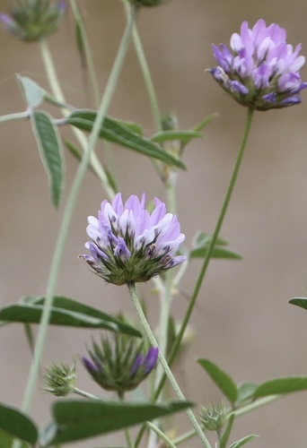 Bituminaria bituminosa — photo