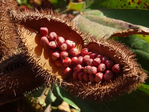 Bixa orellana (Bixa) — photo