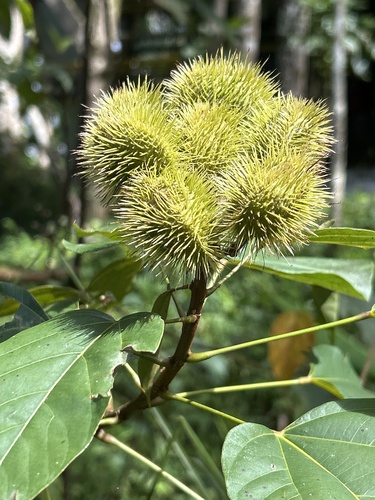 Bixa orellana (Bixa) — photo