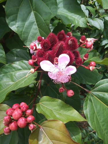 Bixaceae