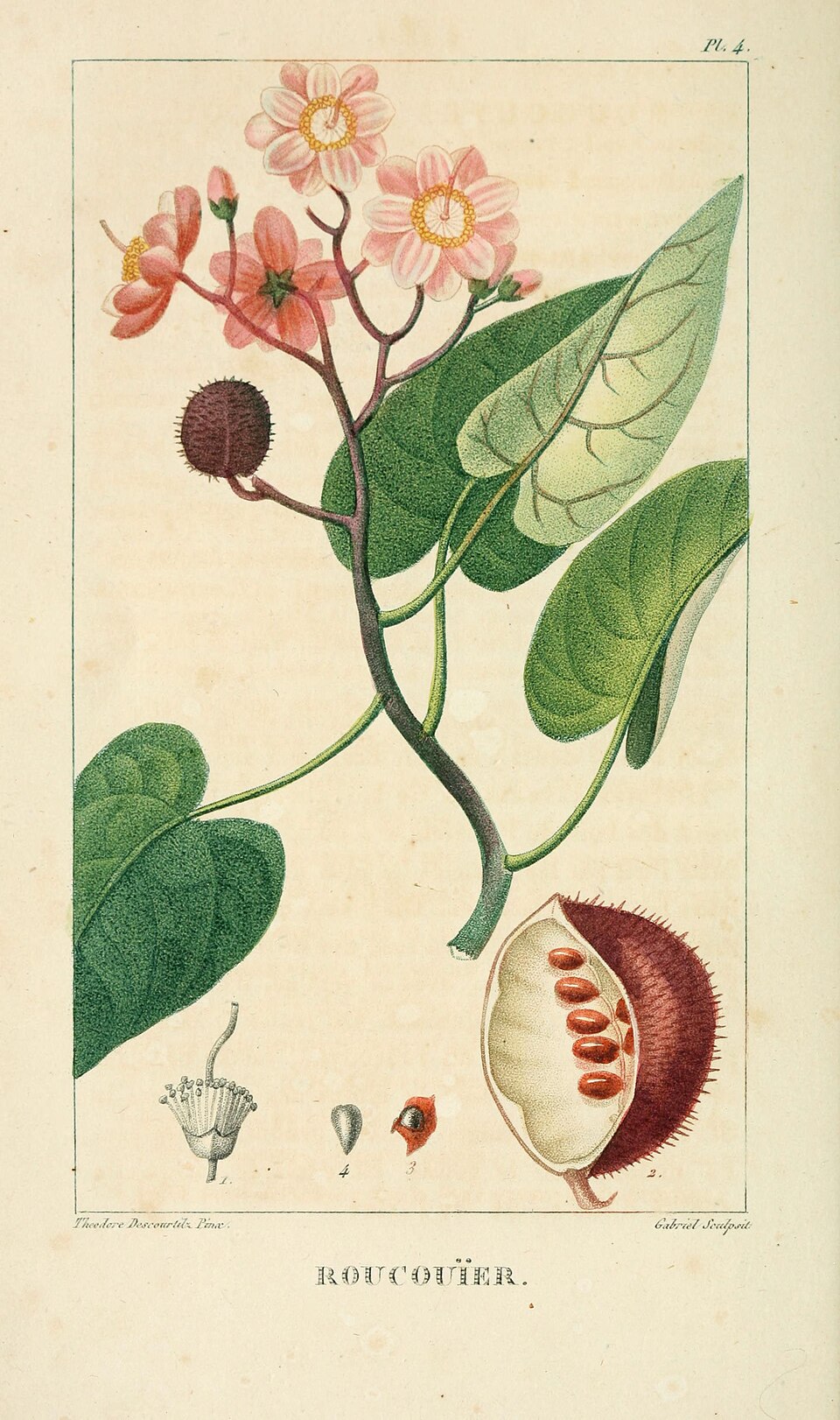 Bixa platycarpa (Broadfruit bixa) — photo