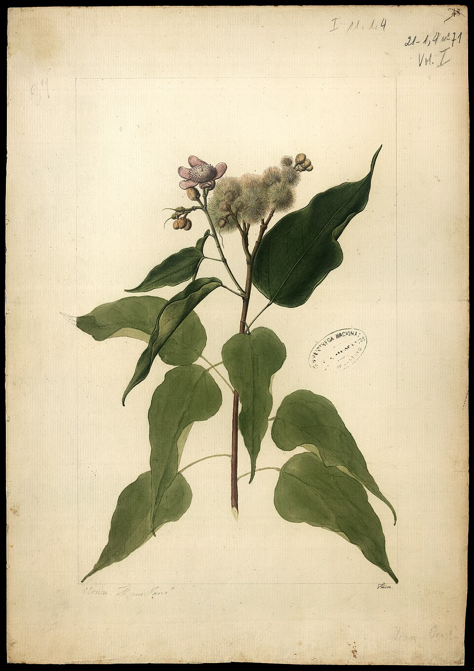 Bixa platycarpa