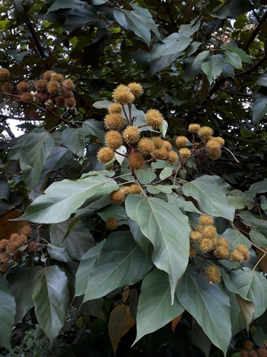 Bixa urucurana
