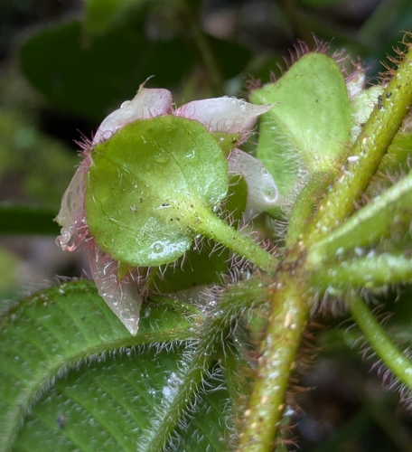 Blakea bracteata (Bracteate blakea) — photo