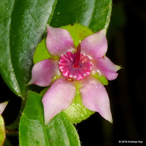 Blakea bracteata (Bracteate blakea) — photo