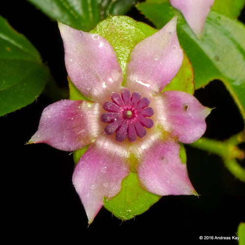 Blakea bracteata