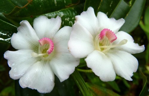 Blakea subconnata — photo