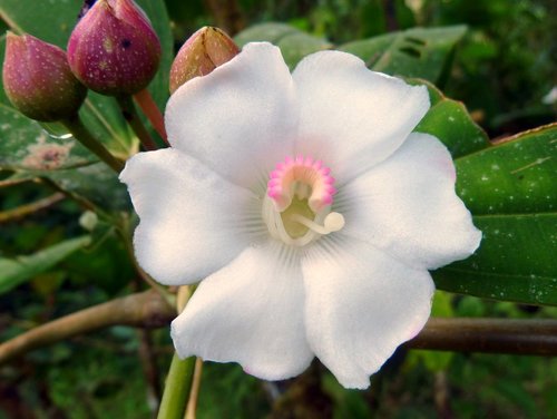 Blakea subconnata