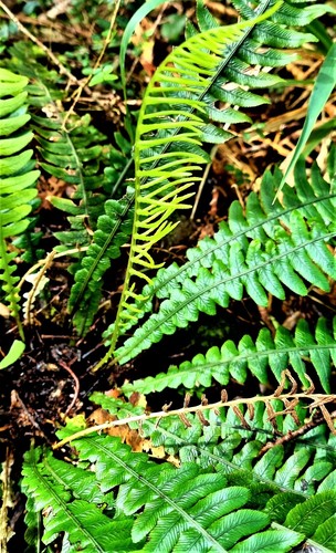 Blechnum chambersii (Lance water fern) — photo