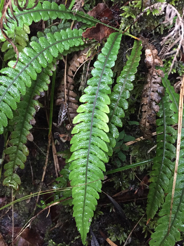 Blechnum chambersii (Lance water fern) — photo