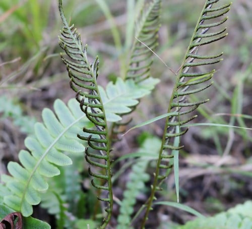 Blechnum chambersii