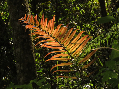 Blechnum cordatum (Palm leaf fern) — photo