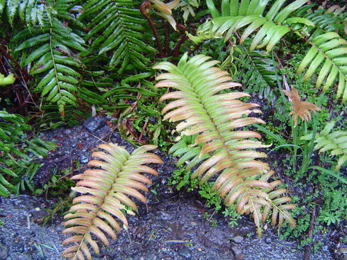 Blechnum cordatum (Palm leaf fern) — photo