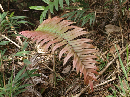Blechnum cordatum