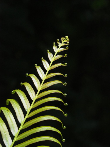Blechnum orientale (Bungwall) — photo