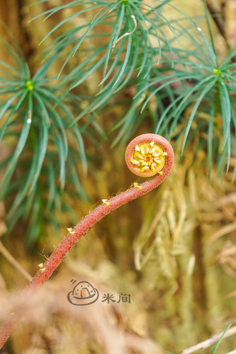 Blechnum orientale (Bungwall) — photo