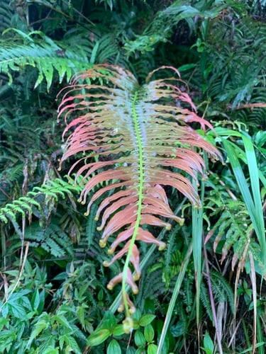 Blechnum orientale
