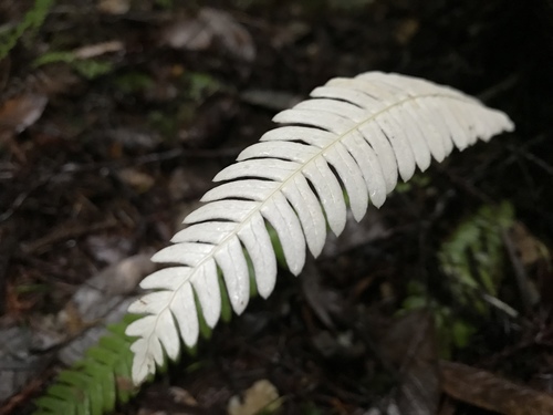 Blechnum spicant (Hard fern) — photo