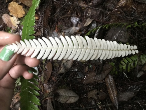 Blechnum spicant (Hard fern) — photo
