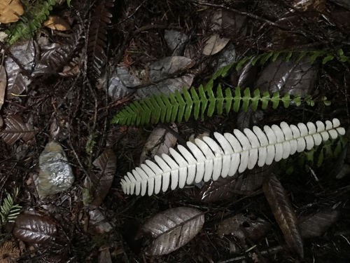 Blechnum spicant