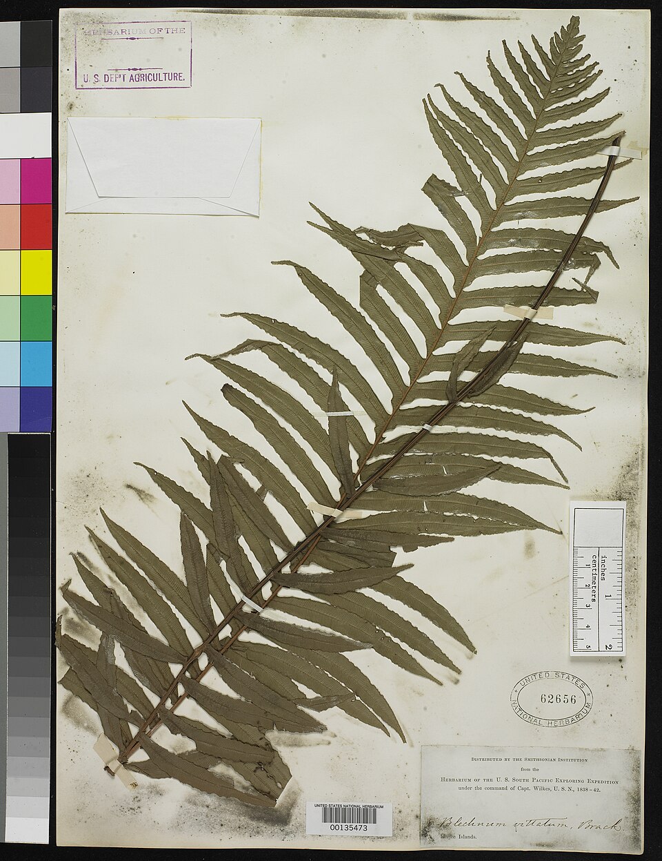 Blechnum vittatum