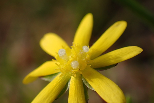 Blennosperma nanum (Common stickyseed) — photo