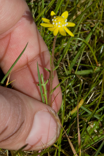 Blennosperma nanum (Common stickyseed) — photo