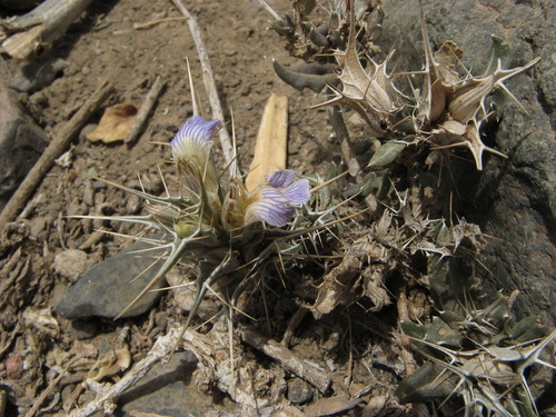 Blepharis edulis — photo