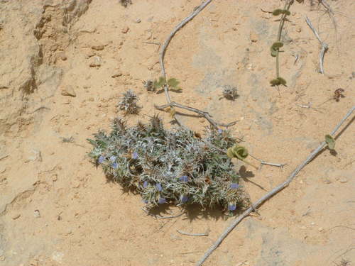 Blepharis edulis — photo