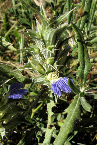 Blepharis edulis