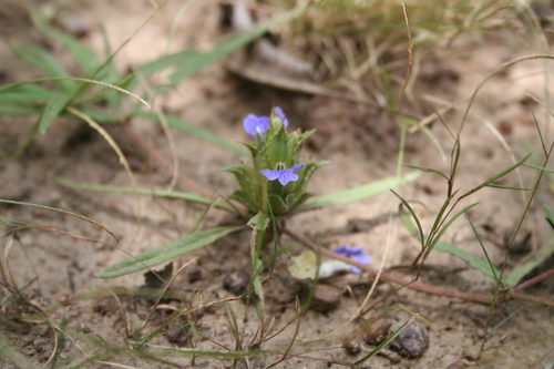 Blepharis linariifolia