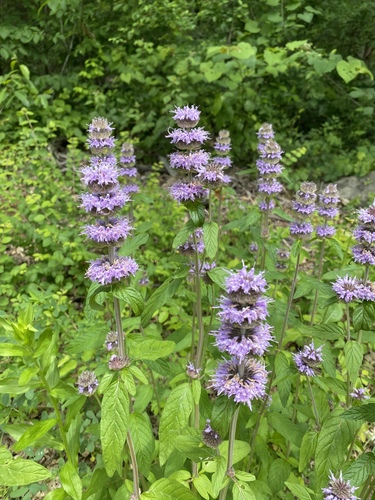 Blephilia ciliata (Downy Wood Mint) — photo