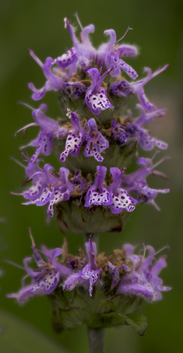Blephilia ciliata (Downy Wood Mint) — photo