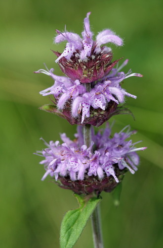 Blephilia ciliata