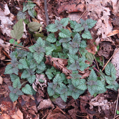 Blephilia hirsuta (Cherokee mint) — photo