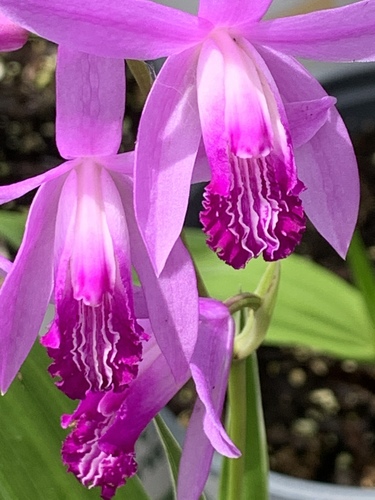 Bletilla striata — photo