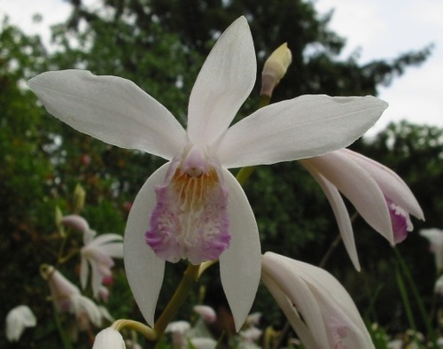 Bletilla striata — photo