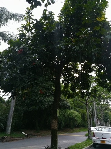 Blighia sapida (Akee) — photo